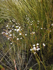 Boronia deanei