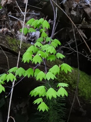 Acer circinatum