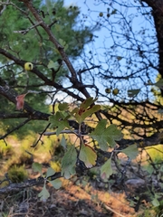 Crataegus azarolus var. aronia image