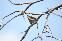 Charaxes saturnus
