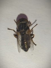 Eristalinus aeneus