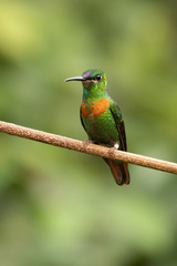 Heliodoxa aurescens