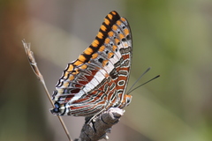 Charaxes saturnus