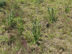 Albuca longifolia