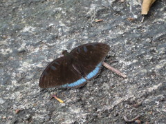 Tanaecia whiteheadi