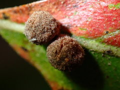 Atrusca carolina