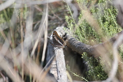 Charaxes saturnus