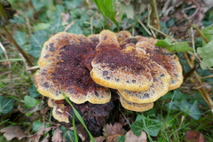 Phaeolus schweinitzii