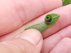 Calybites phasianipennella