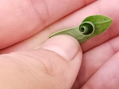 Calybites phasianipennella