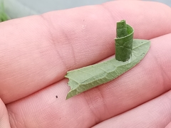 Calybites phasianipennella