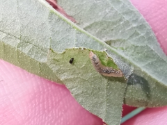 Calybites phasianipennella