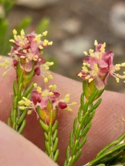 Passerina rubra