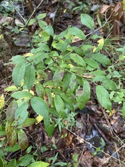 Vaccinium hirsutum