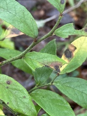 Vaccinium hirsutum
