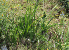 Albuca longifolia