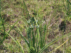 Albuca longifolia