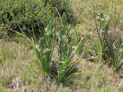 Albuca longifolia