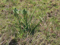 Albuca longifolia