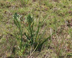 Albuca longifolia