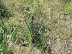Albuca longifolia