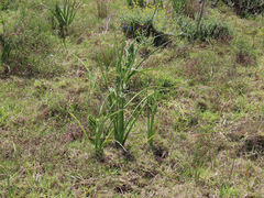 Albuca longifolia