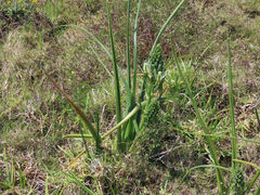 Albuca longifolia