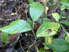 Vaccinium hirsutum
