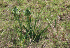 Albuca longifolia