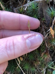 Dawsonia polytrichoides