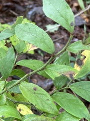 Vaccinium hirsutum