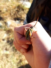 Anonconotus pusillus