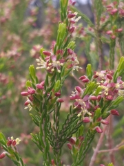 Passerina rubra