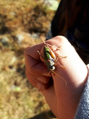 Anonconotus pusillus