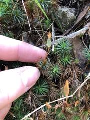 Dawsonia polytrichoides