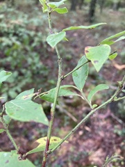 Vaccinium hirsutum