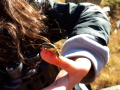 Anonconotus pusillus