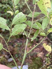 Vaccinium hirsutum