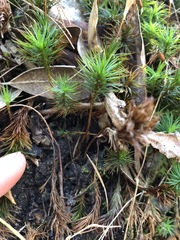 Dawsonia polytrichoides