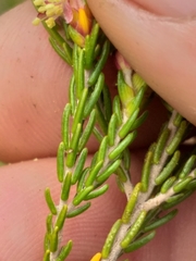 Passerina rubra