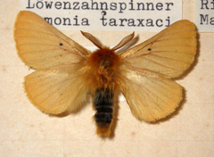 Lemonia taraxaci