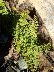 Asplenium cuneifolium