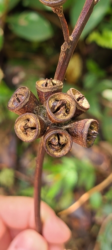 swampmahogany (Eucalyptus robusta)