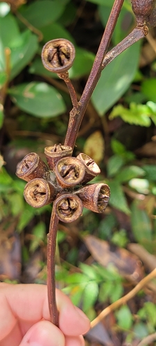 Eucalyptus robusta