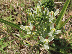 Albuca longifolia