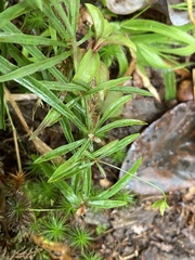Lysimachia lanceolata