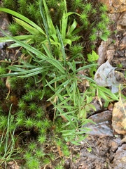 Lysimachia lanceolata