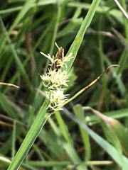 Carex serratodens