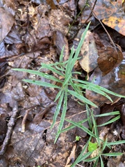 Lysimachia lanceolata