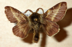 Malacosoma alpicolum